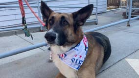 Pup Crawl benefits Sierra Delta, empowering veterans with dog training