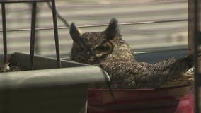 Great horned owl nests on West Bend couple's balcony, gains following