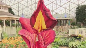 Mitchell Park Domes; fun for all ages, how to get involved