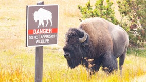 Idaho man arrested for kicking Yellowstone bison while drunk: officials