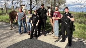 Runaway horses, Kenosha County Sheriff's Department looking for owners