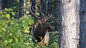 Wisconsin elk hunt 2024; application period now open
