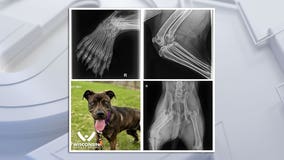 Wisconsin Humane Society: 5-legged dog to be up for adoption in Kenosha