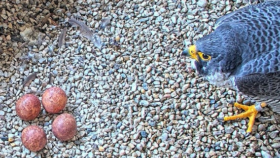 We Energies peregrine falcon naming contest open, Olympic names theme
