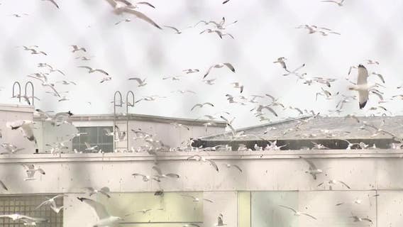 Milwaukee bird problem, animal control professional explains