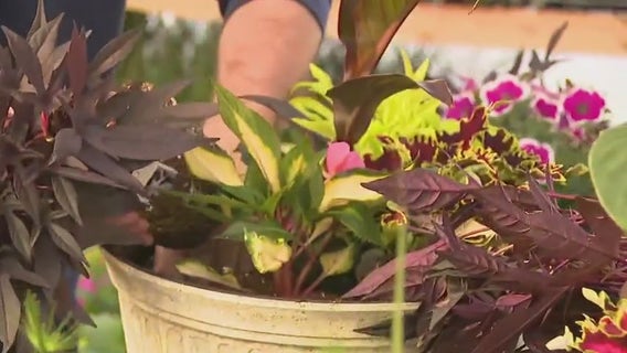 Anne’s Acres Greenhouse in Greenfield; see what's available