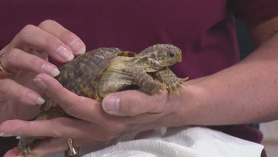 Racine Zoo has plenty to offer visitors in spring 2024