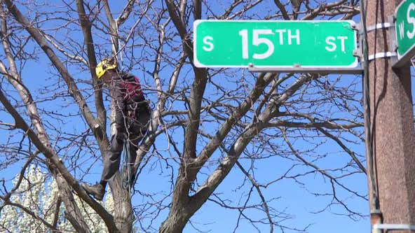 Milwaukee awarded $12M 'tree canopy' grant for planting, maintenance