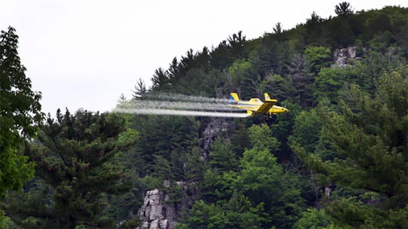Wisconsin DNR: Aerial spraying for Spongy Moth Caterpillars