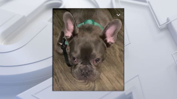 Milwaukee dog stolen from owner at gunpoint; 3 suspects sought