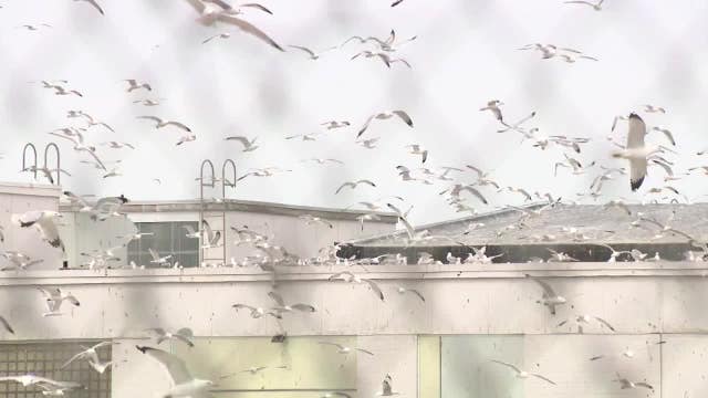 Milwaukee bird problem, animal control professional explains