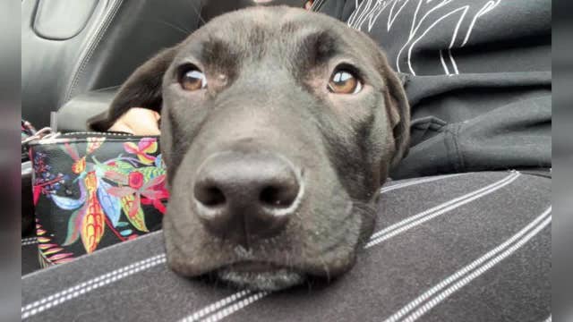 Car stolen, dog inside; Wisconsin family wants pet returned