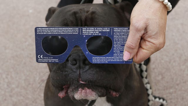 Pets and the solar eclipse: What to know