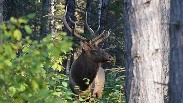 2024 Wisconsin elk hunt season opens Saturday; what to know