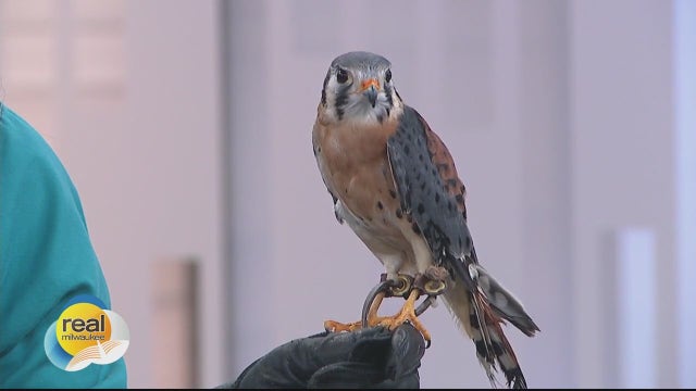 Meet Saxon! Schlitz Audubon Nature Center's newest avian ambassador