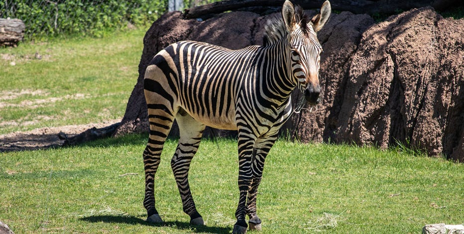 Racine Zoo zebra moves to Dallas, to form new herd | FOX6 Milwaukee