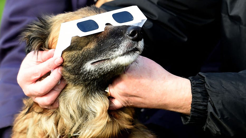 FILE - People use protective glasses on their dog during a partial solar eclipse at the Pier Head in Liverpool, north-west England, on March 20, 2015. (Photo by PAUL ELLIS/AFP via Getty Images)