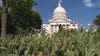 Wisconsin Capitol tulip garden; cannabis plants removed