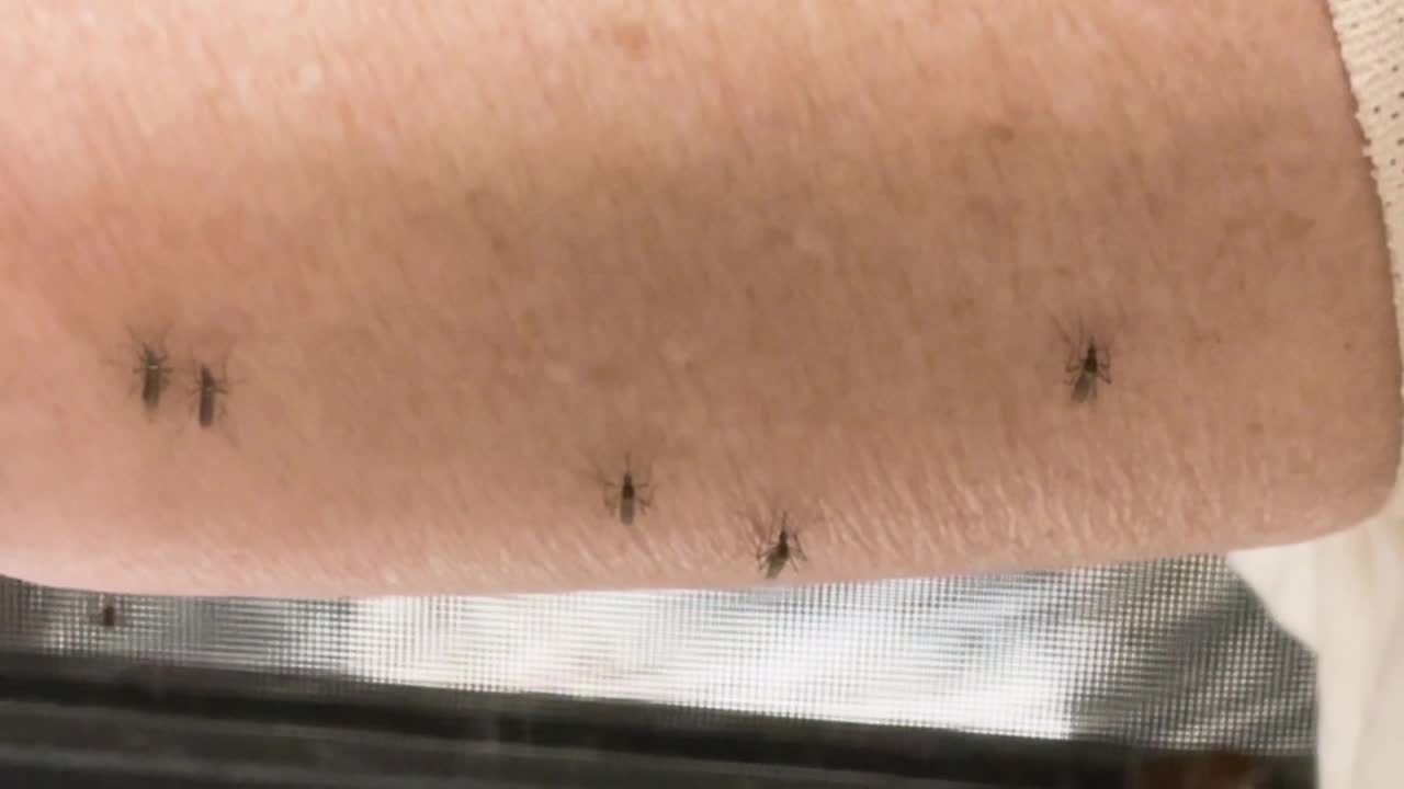 Best insect repellents of 2024 - Vimarsana News
