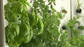 Hydroponic garden; Waukesha North High School students make unique lunch