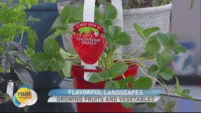 Flavorful Landscapes; Tips for growing fruits and vegetables