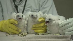 We Energies falcon chicks named, banded; meet 'Birdie Blair'