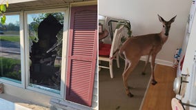 Deer breaks into Mukwonago home, caught red-hooved