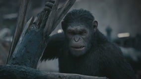 Weekend box office driven by Planet of the Apes