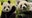 Giant pandas returning to DC’s National Zoo