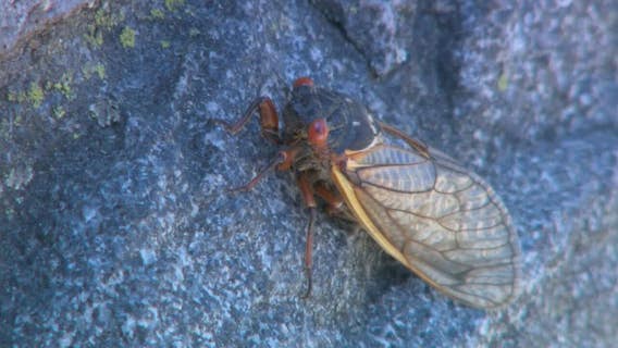 Cicada beer? Lake Geneva plans 'Cicadapalooza' event