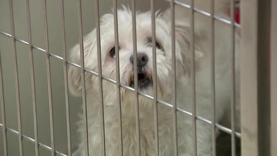 New MADACC dog adoption program to help overflow