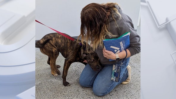5-legged dog adopted from Wisconsin Humane Society in Kenosha