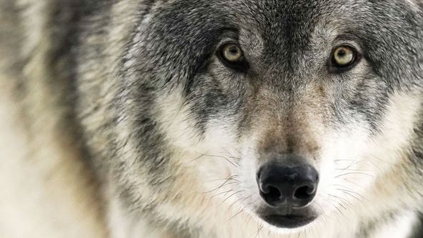 Wisconsin wolf management; judge dismisses lawsuit challenging new plan