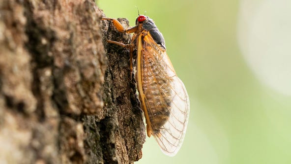 They're here: Wisconsin DNR confirms 1st cicada emergence of brood