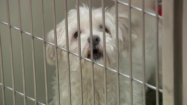 New MADACC dog adoption program to help overflow