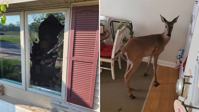 Deer breaks into Mukwonago home, caught red-hooved