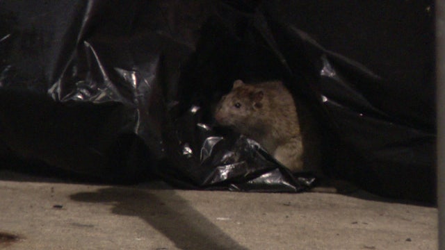 Rat infestation in South Philadelphia causes thousands of dollars in car damages