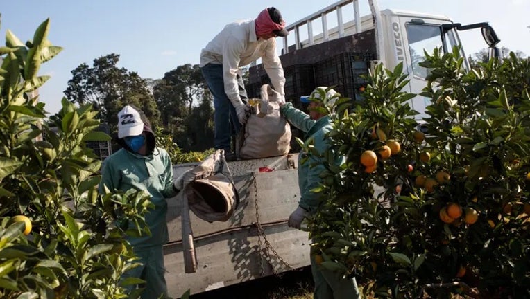 Orange-workers-field.jpg