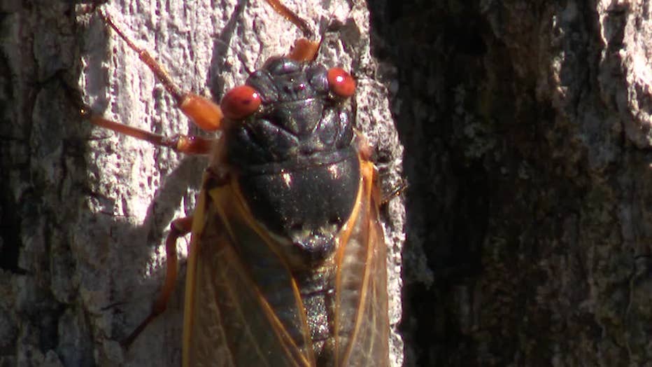 Lake Geneva cicada emergence, area 'loaded' with insects