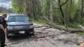 When a tree falls in a city park, who pays for damage?