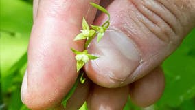 Plant hidden in Vermont for 108 years rediscovered thanks to botanist's keen eye