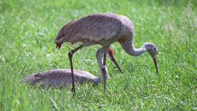 Wisconsin sandhill cranes, committee studying control population