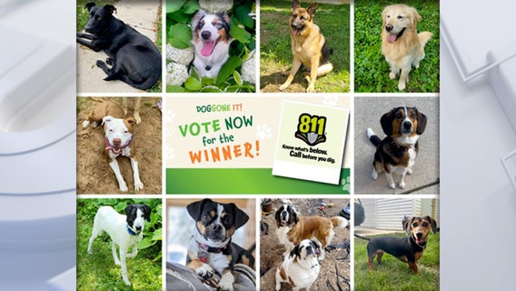 Doggone it! Vote now for the next We Energies 'Ambassadog'