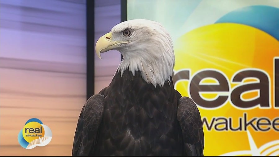 Meet Schlitz Audubon Nature Center's Bald Eagle