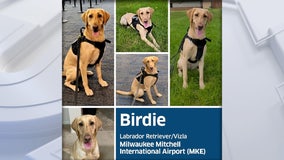 Vote for Milwaukee's 'Birdie' in the TSA's Cutest Canine contest