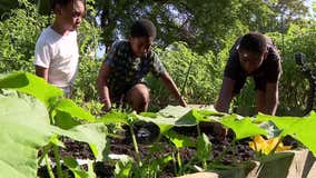 'We Got This Garden' in Milwaukee celebrates end of season