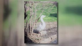 Milwaukee beloved goose statue gone; owner desperate to get it back