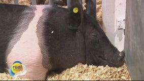 Opening day of the Wisconsin State Fair; 11 days of food and fun