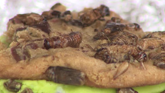 Wisconsin State Fair unusual foods for fairgoers to sample