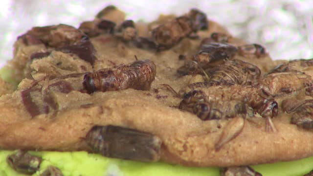 Wisconsin State Fair unusual foods for fairgoers to sample
